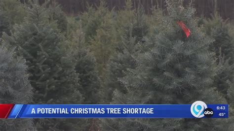 A Potential Christmas Tree Shortage YouTube