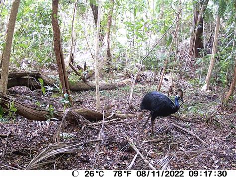 Protecting Queenslands Threatened Species Nrm In Action Nrm Regions