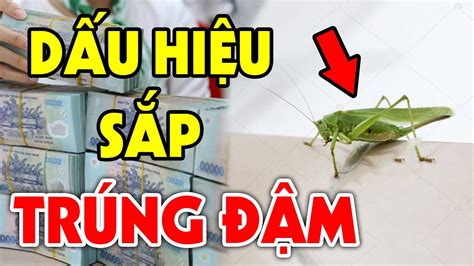 Châu Chấu Số Mấy Top 97 Hình Nhiều Lượt Tải Nhất