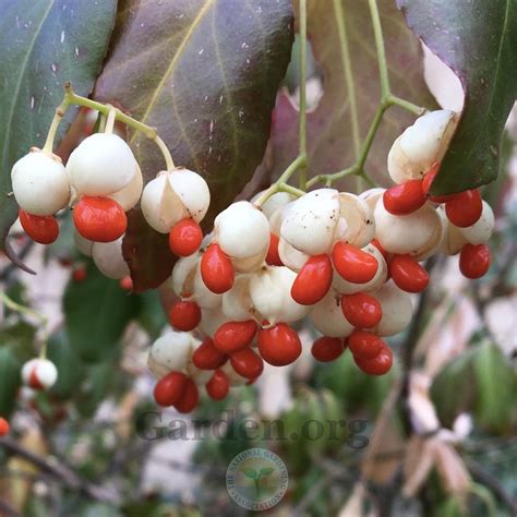 Wintercreeper Euonymus Fortunei Var Radicans Garden Org