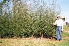 Austree Hybrid Willow – Kelly Tree Farm