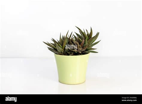 Haworthia Fairy Washboard In Beautiful Decorative Pot Isolated On White