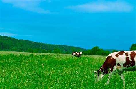 Banco De Imagens Panorama Campo Fazenda Gramado Prado Pradaria