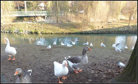 SUL BOTTENIGA Il Botteniga è un fiume di risorgiva della P Flickr