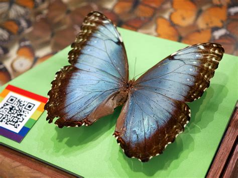 Blue Morpho Butterfly