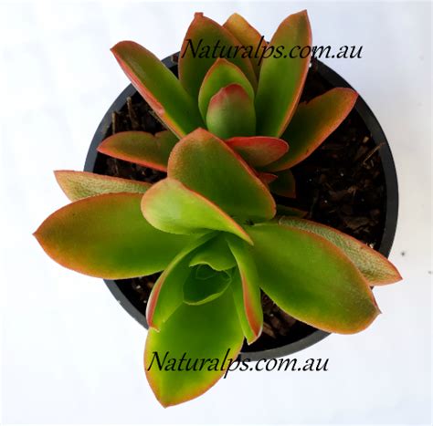 Crassula Capitella Campfire Crassula Natural Plant Shop