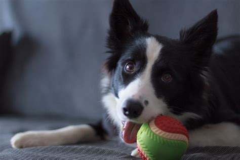 Are Border Collies Smart Dogs