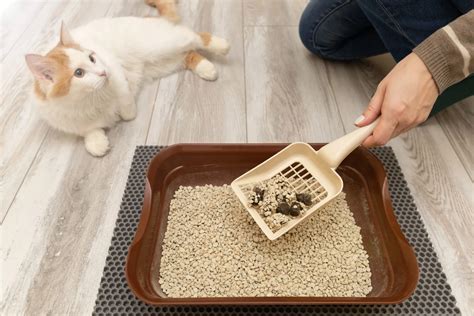 子猫を飼う初心者必見！失敗しない子猫の飼い方とは？ 豆知識 茨城県でブリーダーならsuzuki Breeder