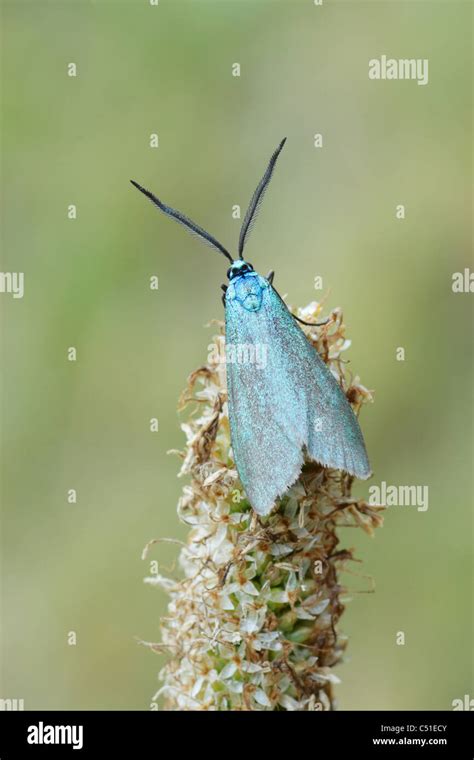 Forester Moth Hi Res Stock Photography And Images Alamy