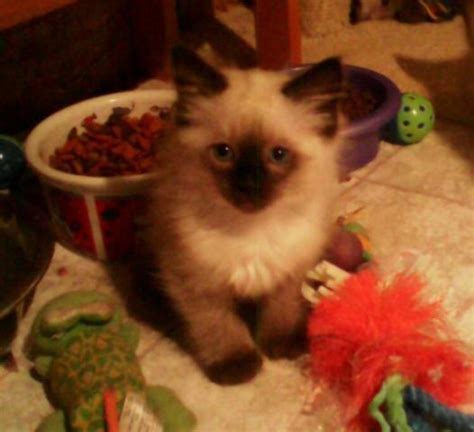 Cfa Reg Siamese Kittens 9 Weeks For Sale In Gerald Missouri Classified