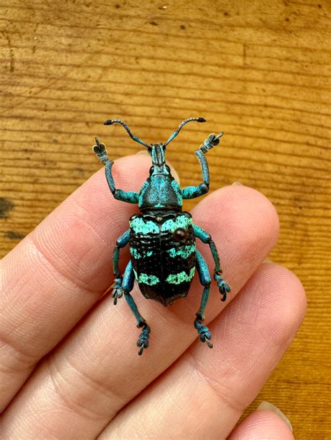 Real Eupholus Linnei Bluegreen Weevil Beetle Little Caterpillar Art