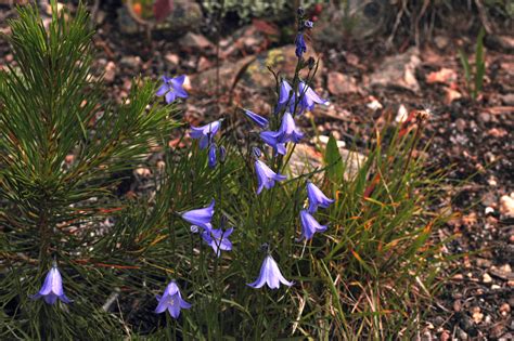 Campanula Rotundifolia Campanulaceae Image At Phytoimages Siu Edu