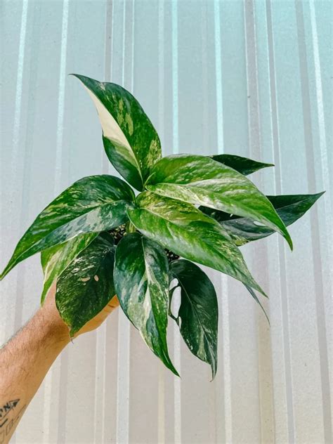 Epipremnum Pinnatum Albo Variegated Ultimate Care Guide