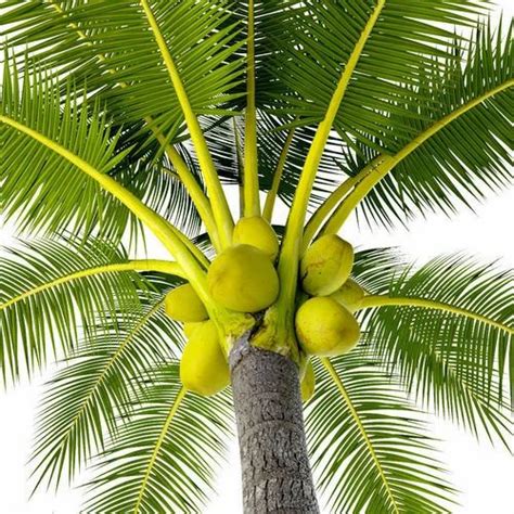 Coconut Palm Tree