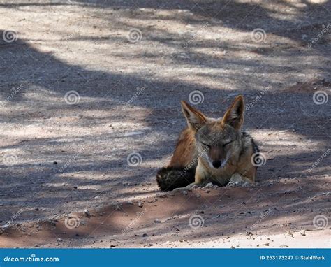 Jackal Sleeps In The Shade Of A Tree Stock Image Image Of Rest