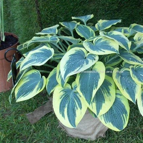 Funkia First Frost Hosta Albamar