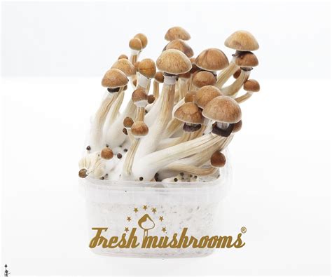 Magic Mushroom Grow Kit Golden Teacher Kosmic Kitchen