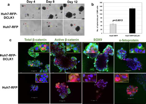 Dclk1 Overexpressing Hepatoma Cells Exhibit Clonogenicity And Produce