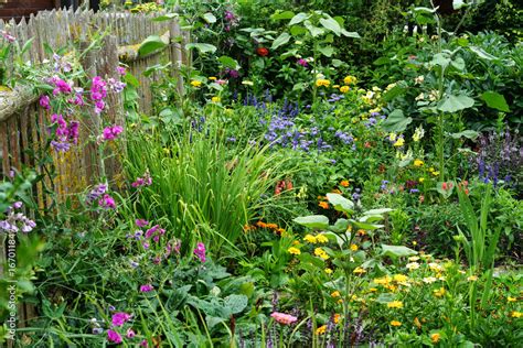 Bauerngarten im Sommer mit blühenden Blumen Salat und Gemüsebeeten