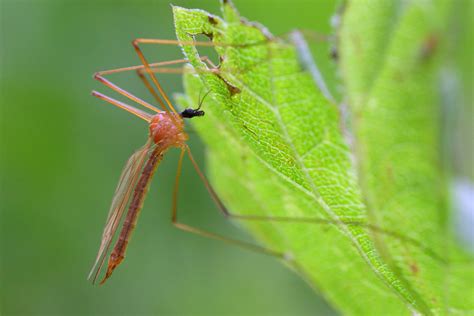 Limoniidae June 2011 Svanemosen Kolding Denmark Erland Refling