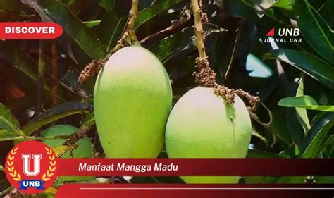 Temukan Manfaat Mangga Madu Yang Jarang Diketahui