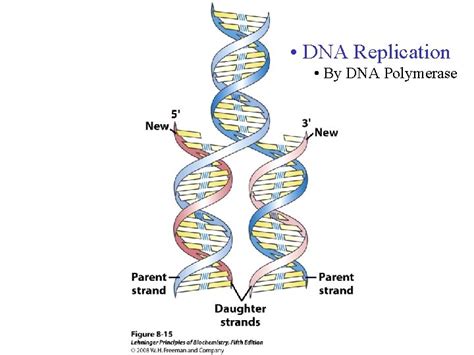 8 Nucleotides And Nucleic Acids Chapter 8 Lehninger