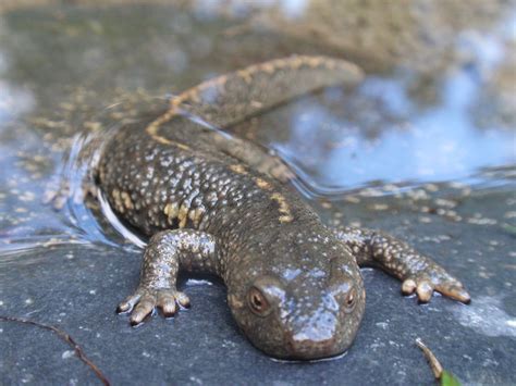 Pyrenean Brook Salamander Calotriton Asper