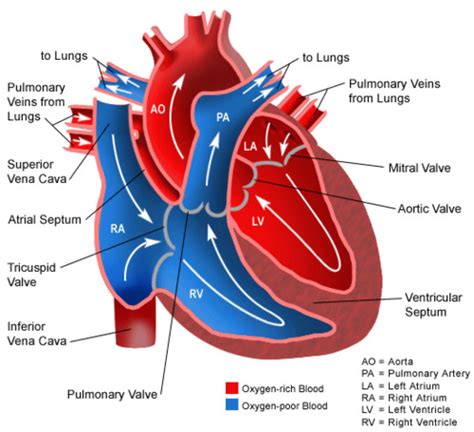 Cardiovascular System Flashcards Quizlet