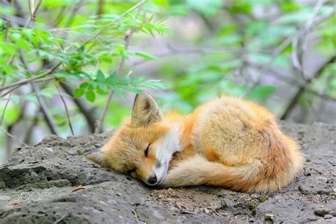 Foxes, unlike their other canine relatives, they aren’t actually pack ...