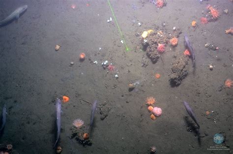 Impresionantes Im Genes De Los Escapes De Metano En El Fondo Marino Quo