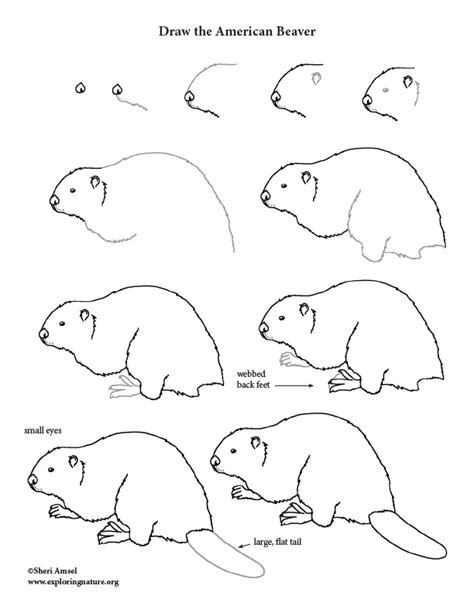 Beaver Drawing Lesson