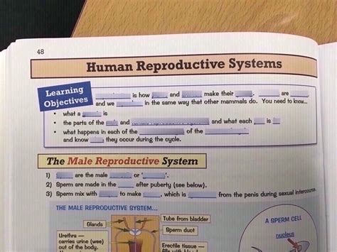 Human Reproductive Systems Diagram Quizlet