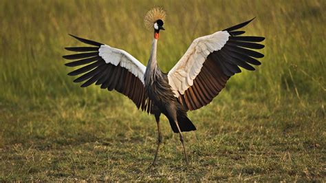 Sandhill Crane Wallpapers - Top Free Sandhill Crane Backgrounds - WallpaperAccess