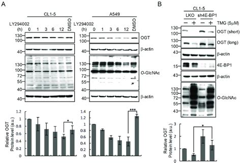 Pi3k Can Regulate Ogt Expression And 4e Bp1 Contributes To The Download Scientific Diagram