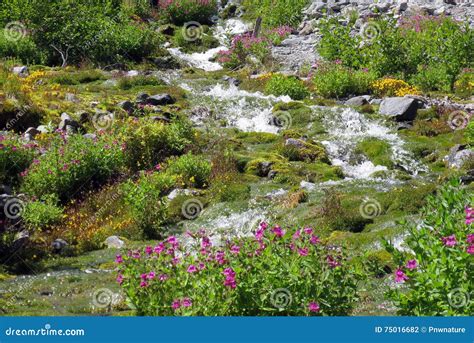 Alpine Stream At Mount Rainier National Park Stock Photo Image Of