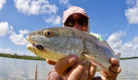 A Short Indian River Lagoon Fishing Report The Spotted Tail