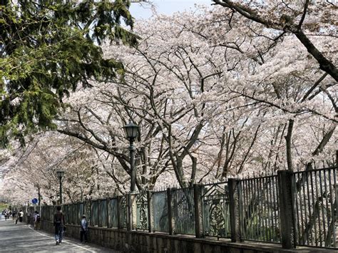 『桜満開 大津 長等公園～三井寺～琵琶湖疎水を歩いてきました。』大津滋賀県の旅行記・ブログ By Olive26さん【フォートラベル】