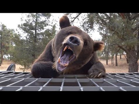 Scary Bear Encounters You Really Shouldn T Watch Youtube