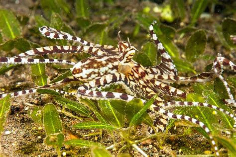 Mimic Octopus - Ocean Animals