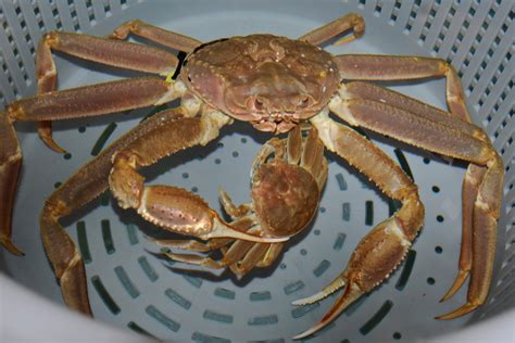 Research Confirms Link Between Snow Crab Decline And Marine Heatwave