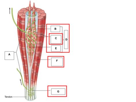 Muscle Spindle Golgi Tendon Organ Flashcards Quizlet