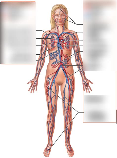 Pulmonary Systemic Circuit Diagram Quizlet