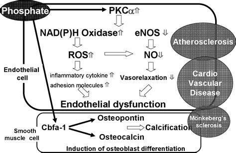 Figure 2 From Complications And Managements Of Hyperphosphatemia In