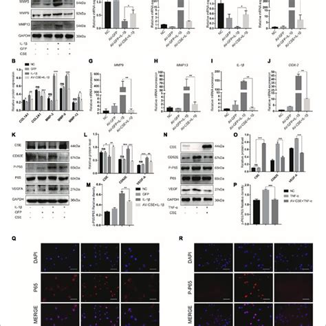 Cystathionine γ Lyase Overexpression Inhibits Cd62e And Nf κb