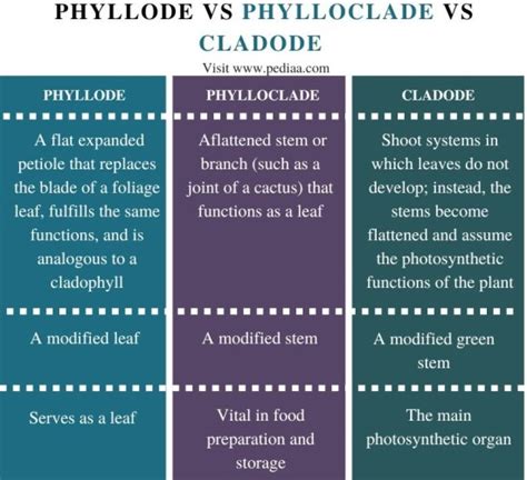 What is the Difference Between Phyllode Phylloclade and Cladode ...