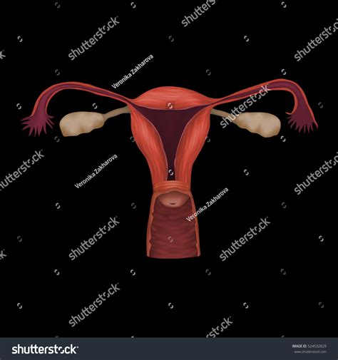 Human Realistic Uterus Anatomy Illustration Colored Stock Vector