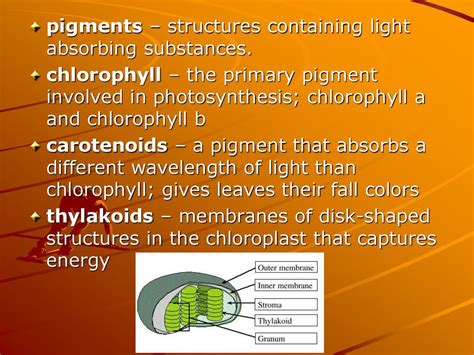 Photosynthesis Photosynthesis Occurs In The Chloroplasts Of Plant Cells