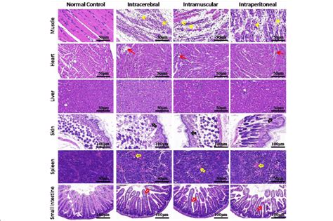 Representative Histology Of Various Tissues Of Zz1350 Infected Mice