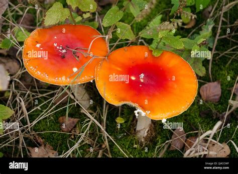 Amanita Muscaria Rouge Connue Sous Le Nom D Agarique De Mouche Ou