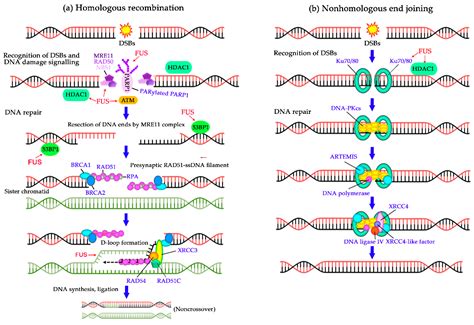 IJMS Free Full Text Fused In Sarcoma FUS In DNA Repair Tango